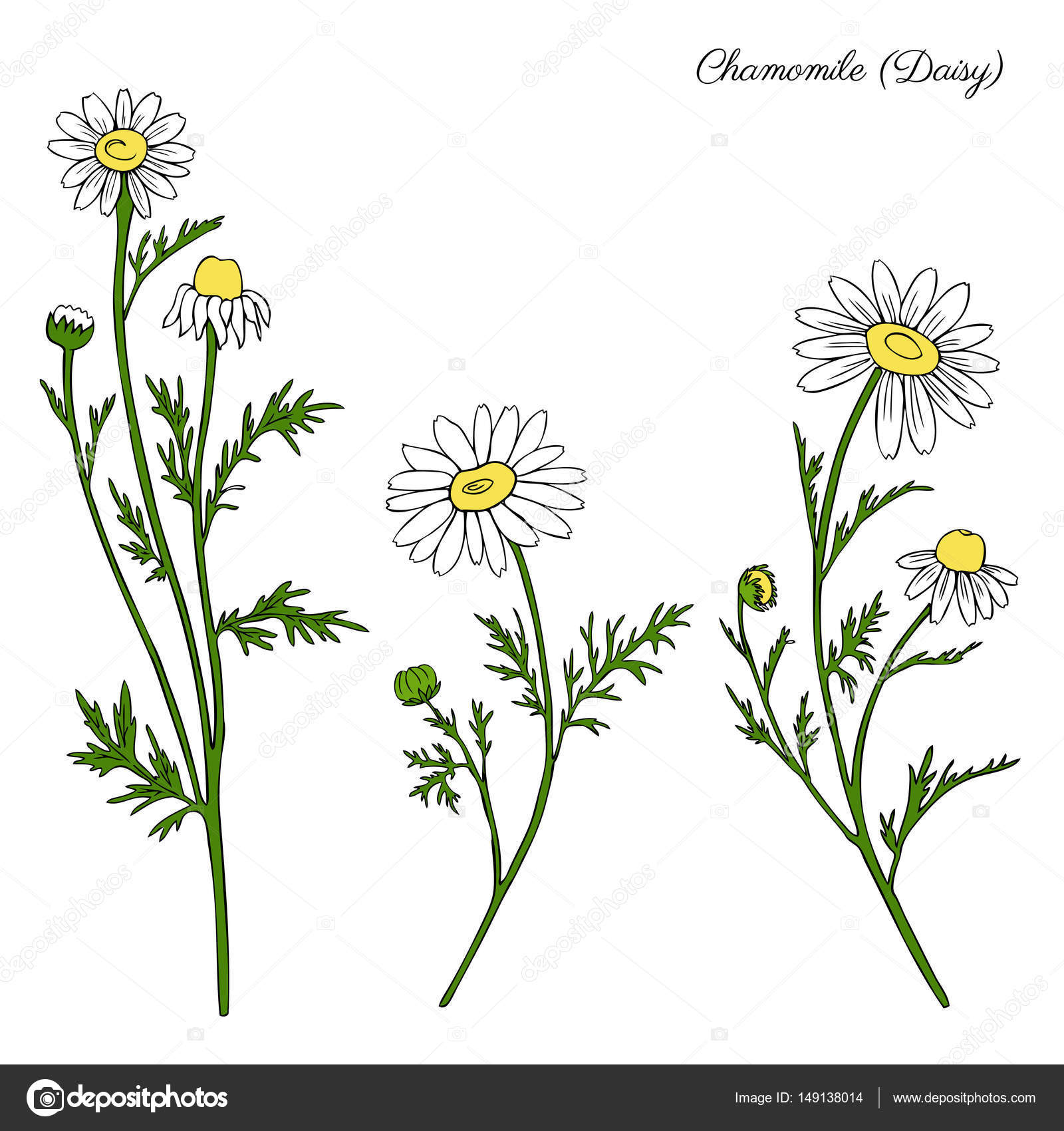 Chamomile Drawing at GetDrawings Free download