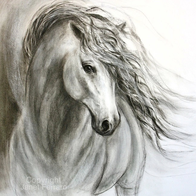 wild horse sketch