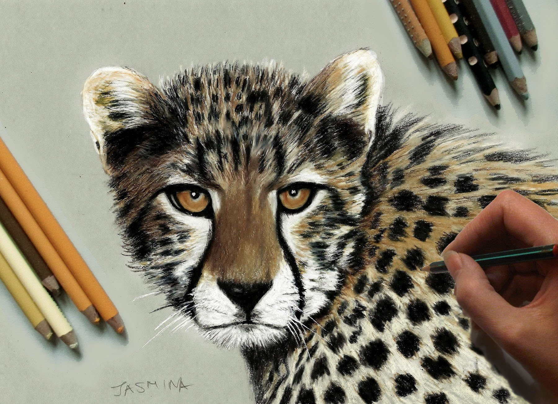 Cheetah Drawing at GetDrawings Free download