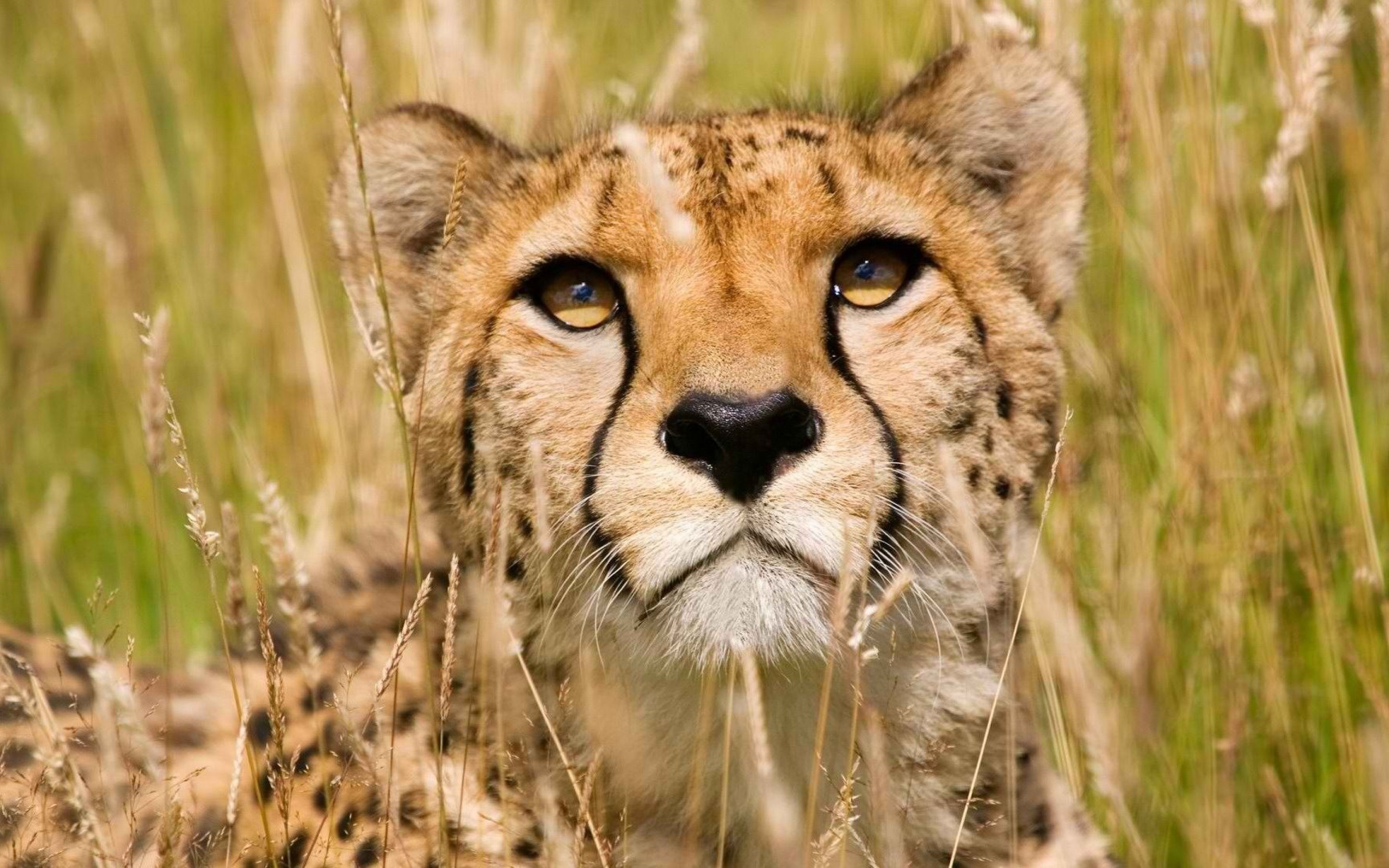 Cheetah Face Drawing at GetDrawings | Free download