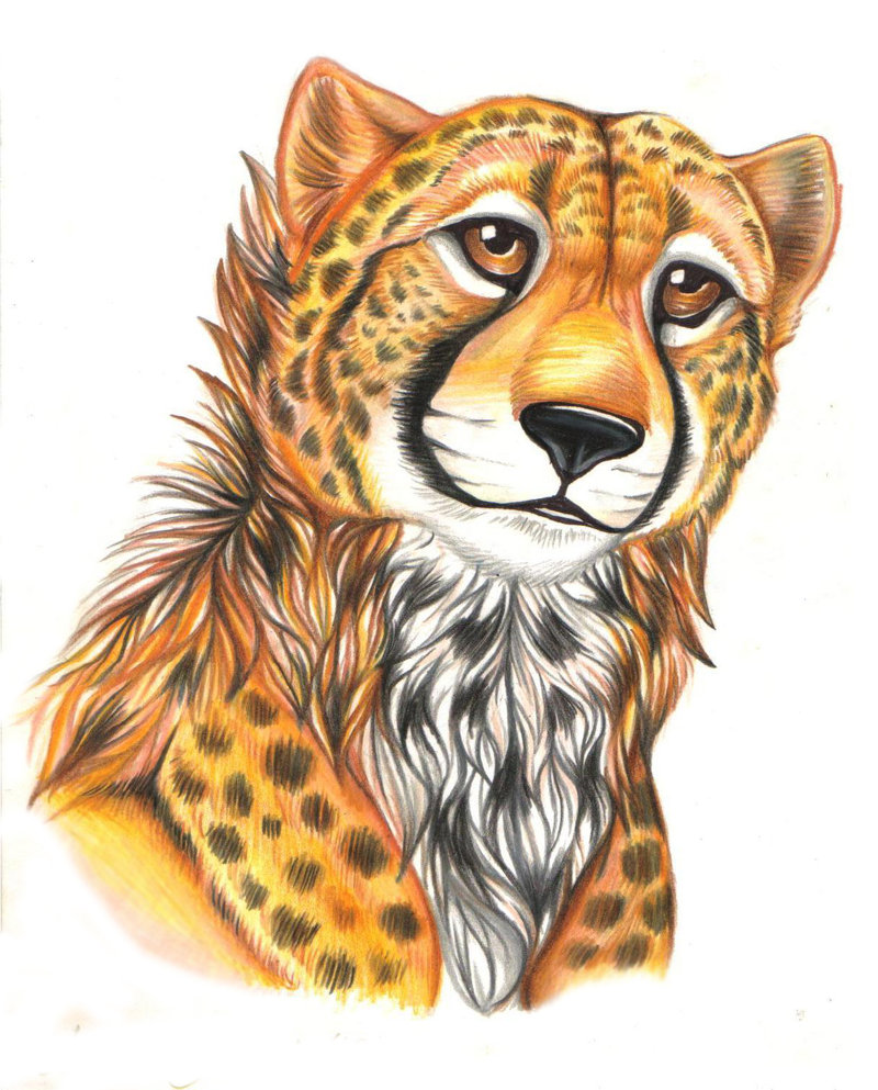 Cheetah Head Drawing at GetDrawings Free download