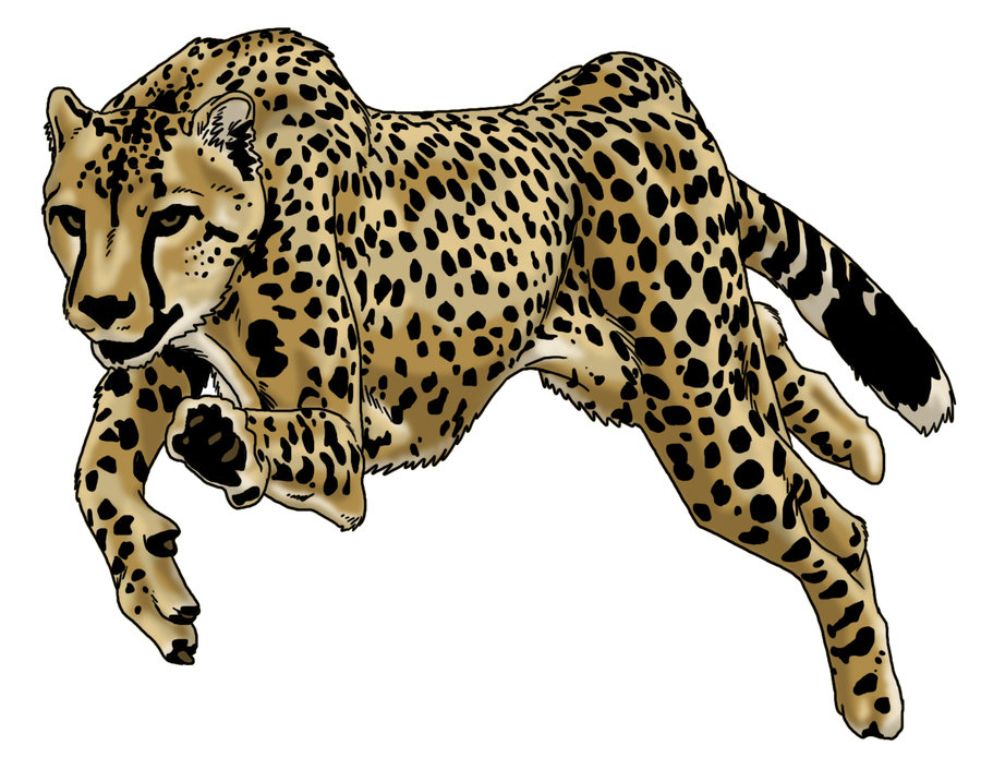 Cheetah Running Drawing at GetDrawings Free download