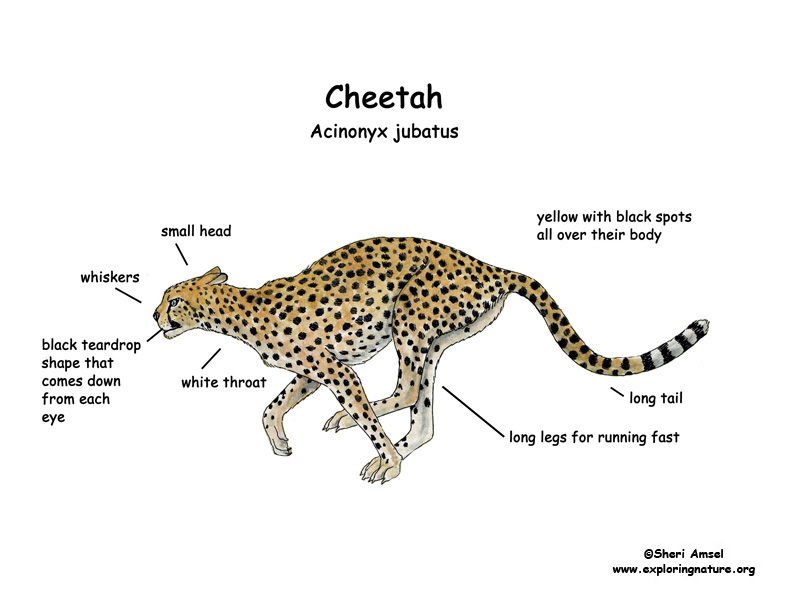 cheetah body drawing