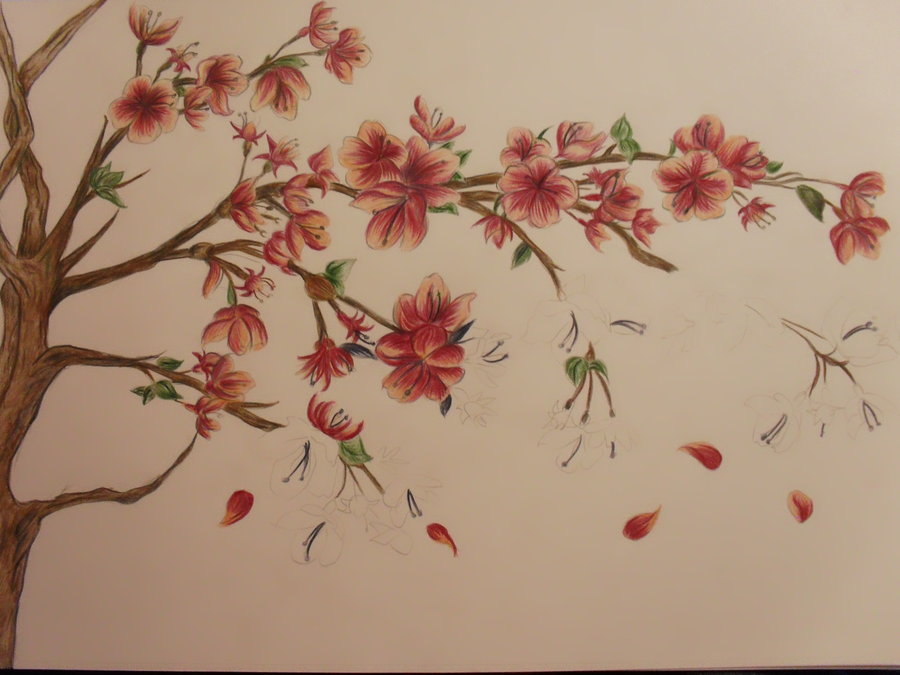 Cherry Blossom Pencil Drawing at GetDrawings | Free download