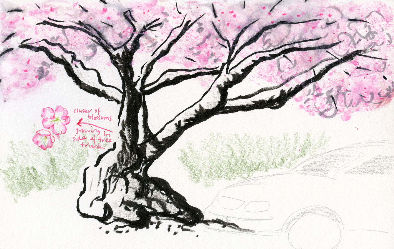 Cherry Blossom Pencil Drawing at GetDrawings | Free download