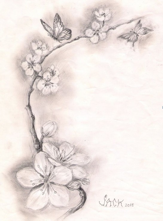 Cherry Blossom Tattoo Drawing at GetDrawings | Free download