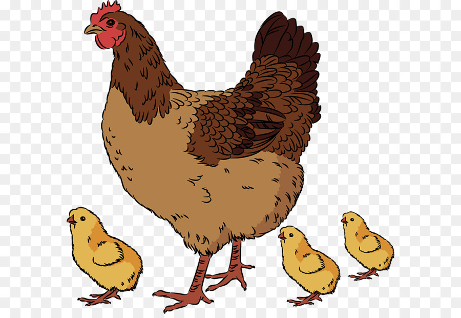 Chicken Drawing Images at GetDrawings Free download