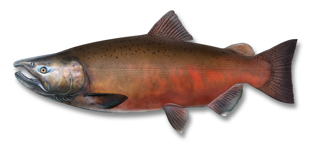 chinook salmon illustration high resolution free download