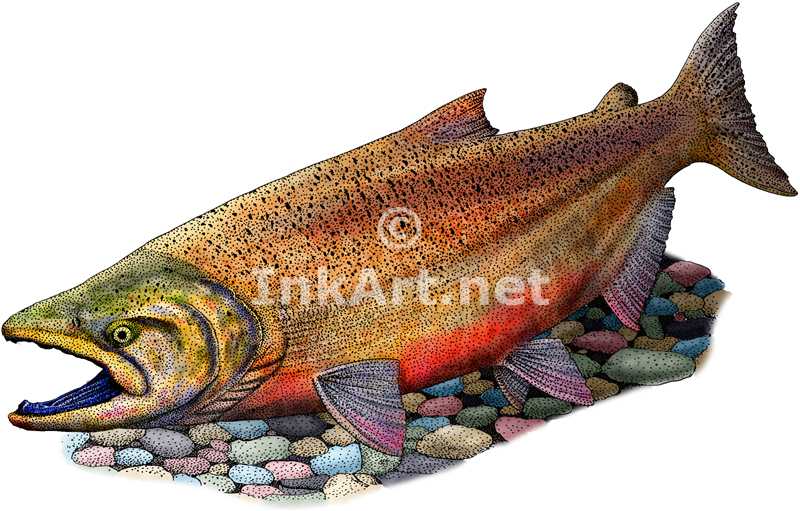 Chinook Salmon Drawing at GetDrawings Free download