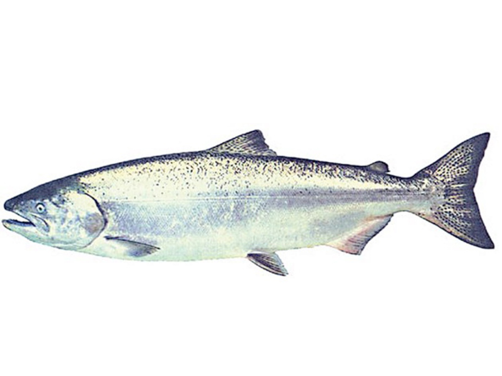 Chinook Salmon Drawing at GetDrawings Free download