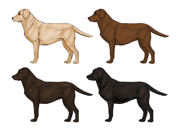 Chocolate Lab Drawing at GetDrawings | Free download