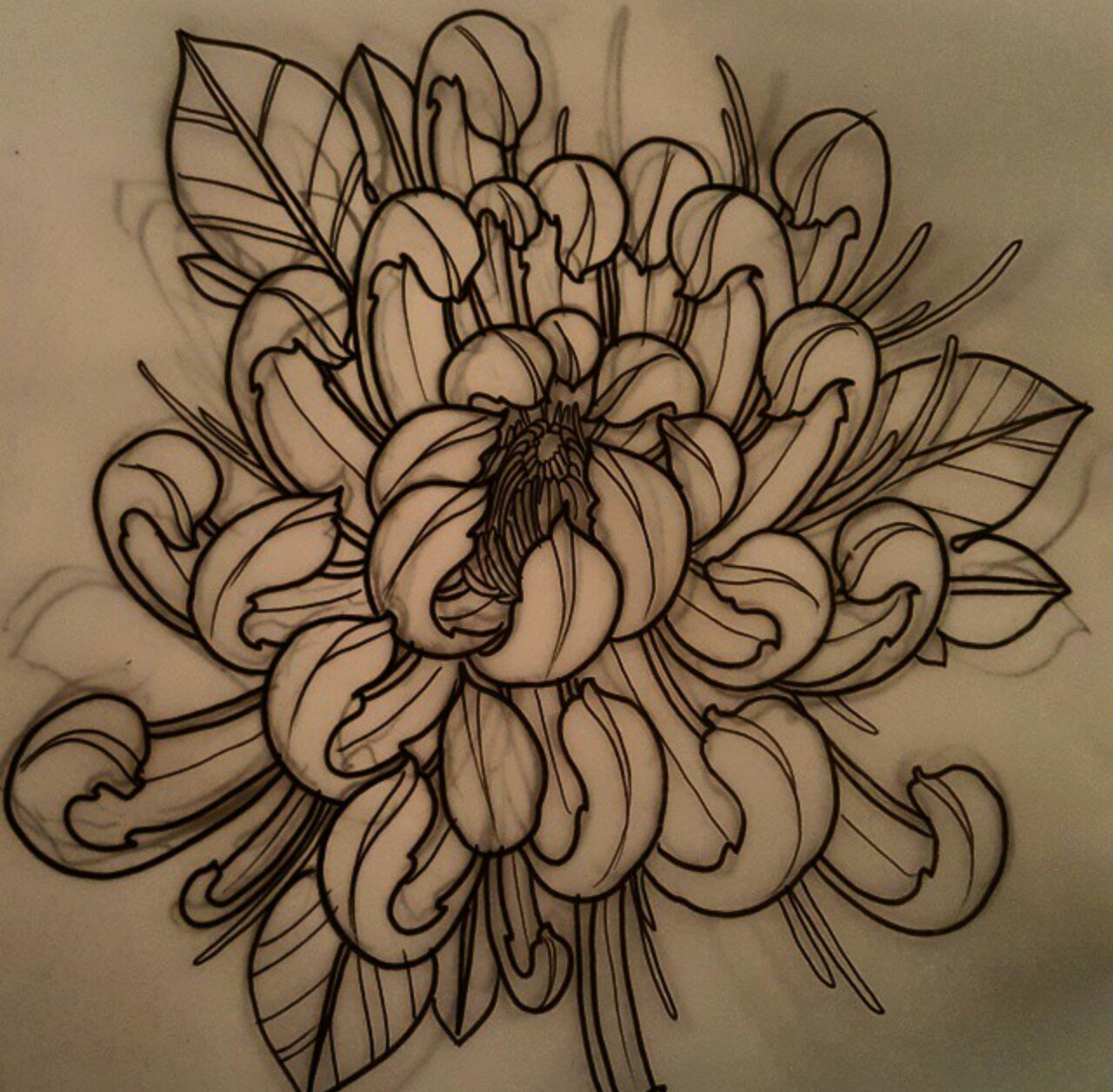 Chrysanthemum Drawing at GetDrawings Free download