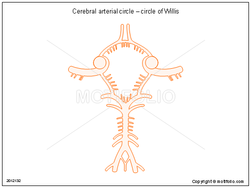 Circle Of Willis Drawing At Getdrawings Free Download