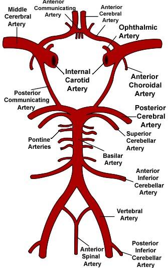 Circle of willis coloring page