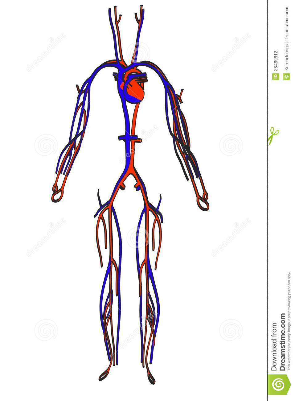 circulatory drawing