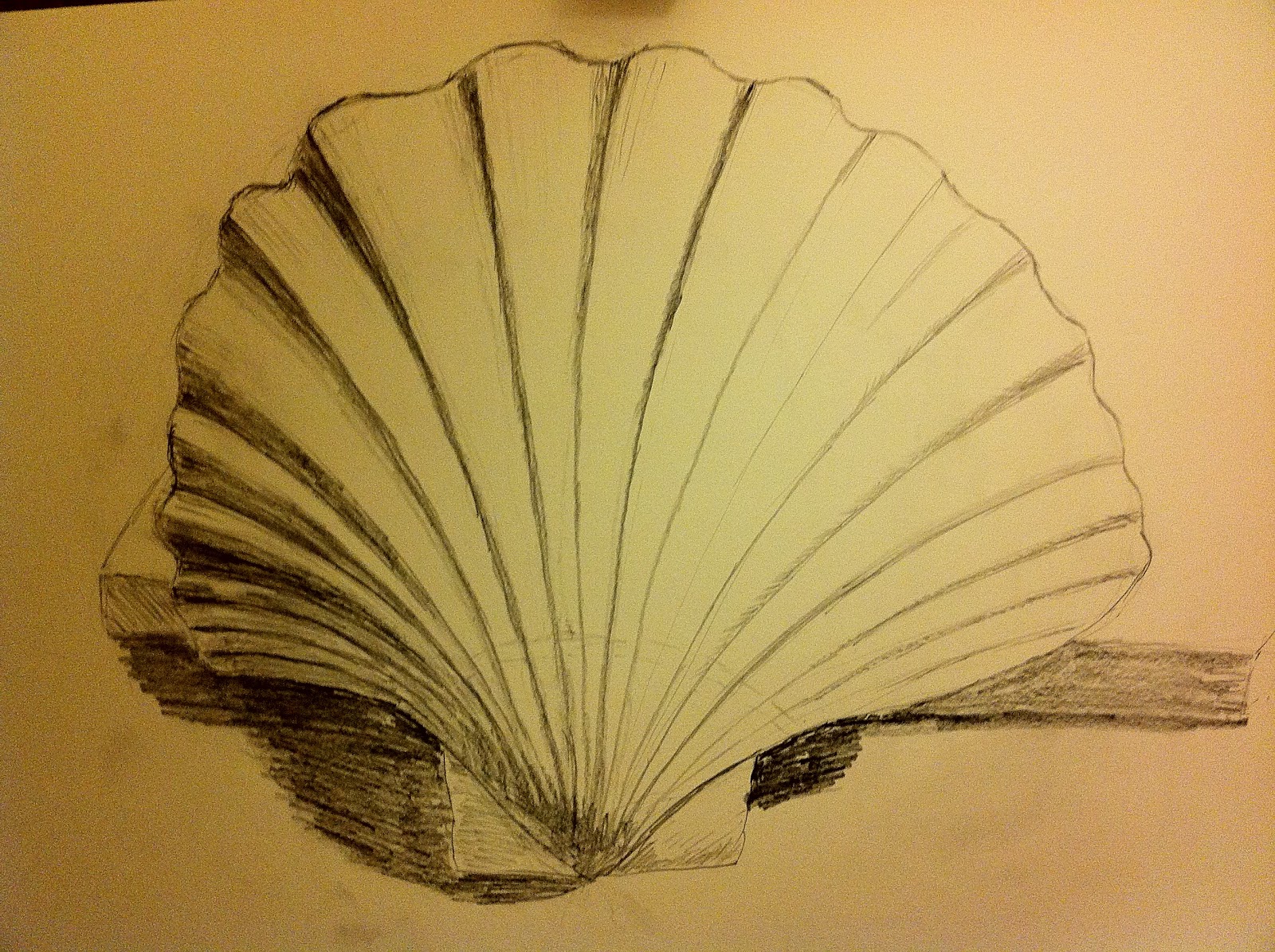 Clam Drawing at GetDrawings | Free download