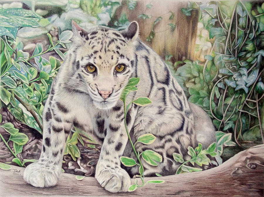 Clouded Leopard Drawing at GetDrawings Free download