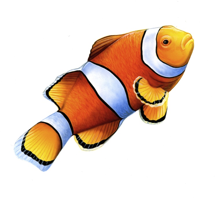 Clown Fish Drawing at GetDrawings Free download