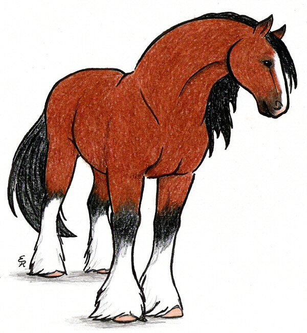 Clydesdale Drawing at GetDrawings Free download