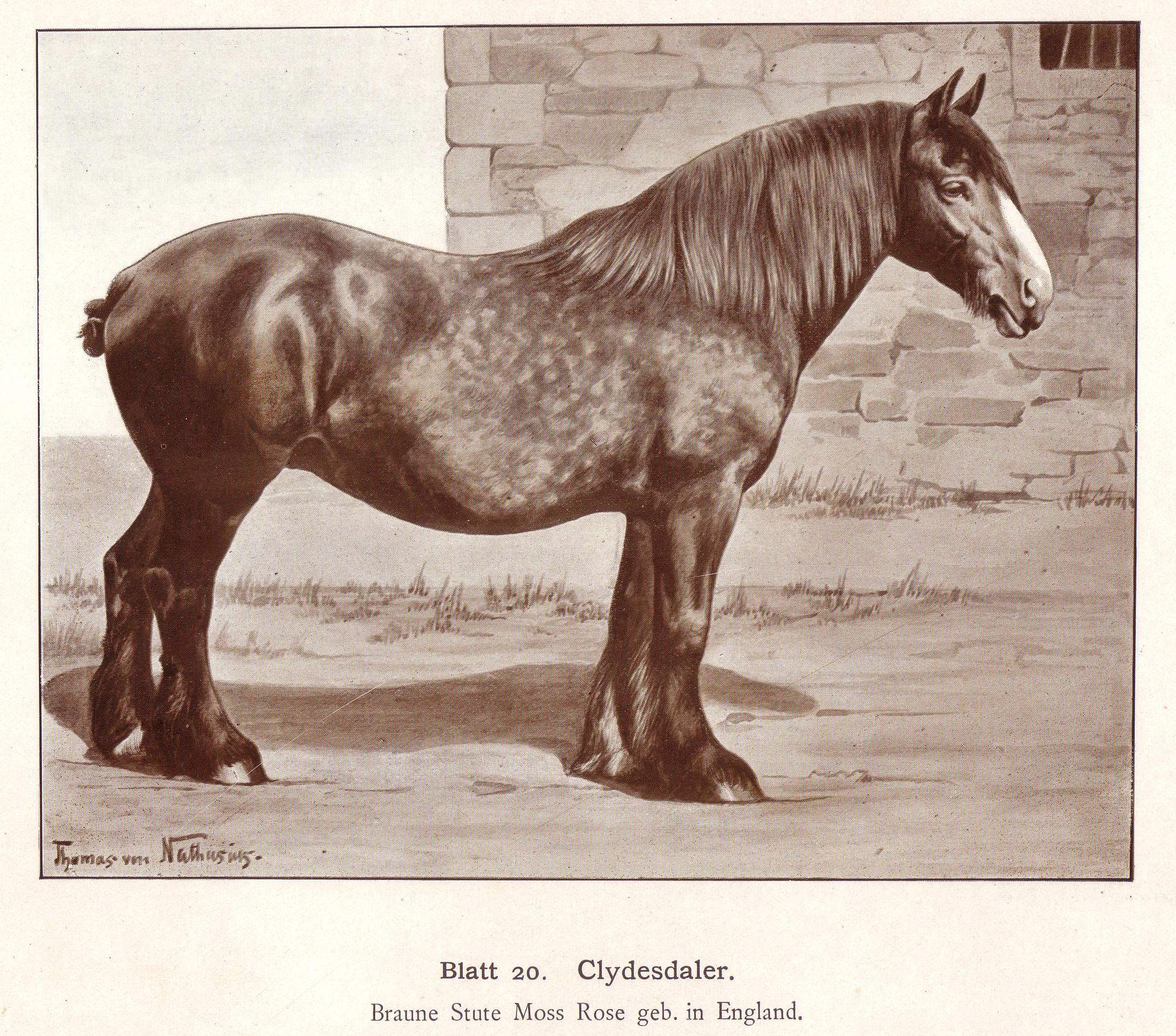 Clydesdale Drawing at GetDrawings Free download