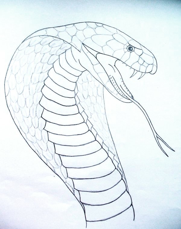 Cobra Snake Head Drawing at GetDrawings Free download