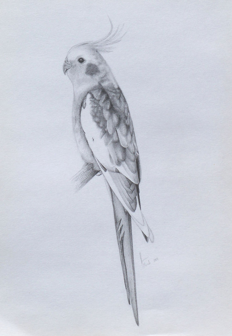 Cockatiel Drawing at GetDrawings | Free download