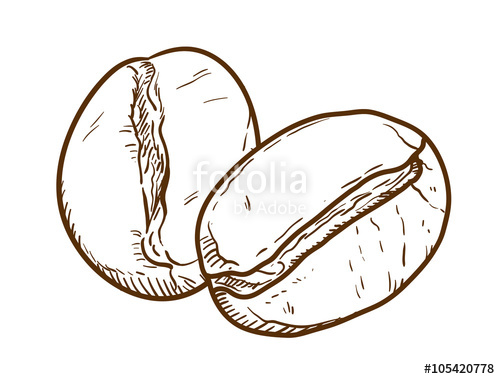 Coffee Bean Drawing at GetDrawings | Free download