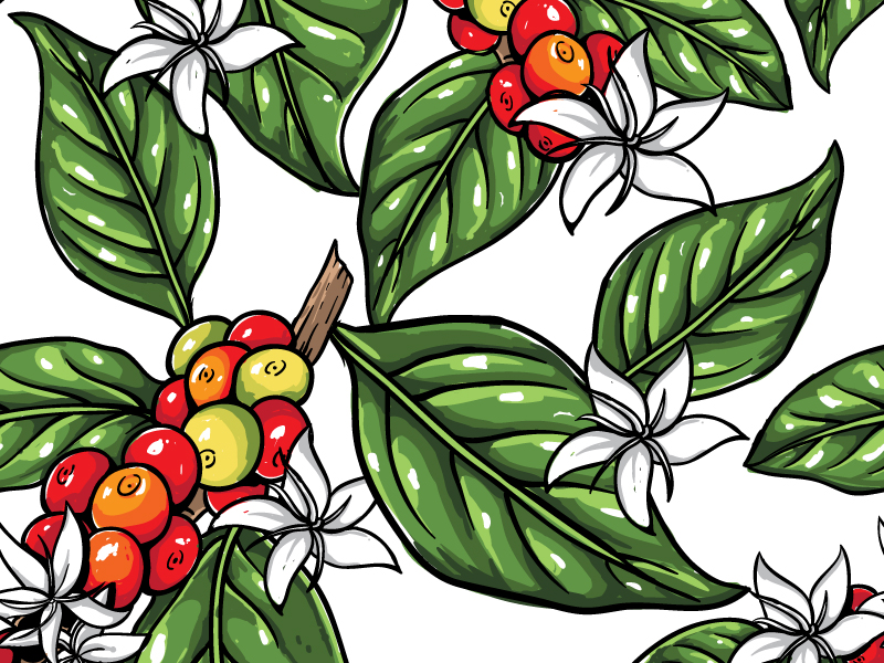Coffee Plant Drawing at GetDrawings Free download