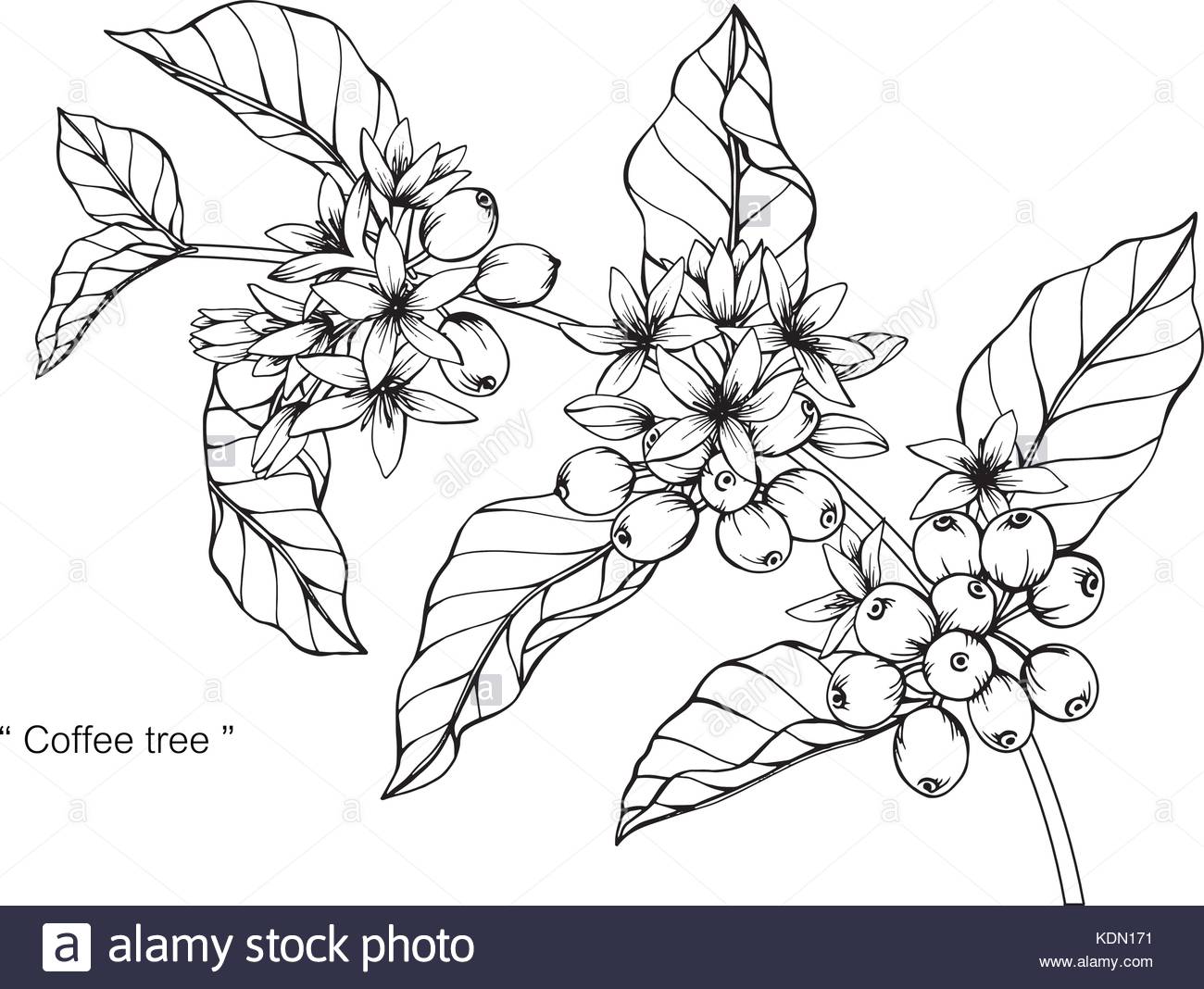 Coffee Plant Drawing at GetDrawings | Free download