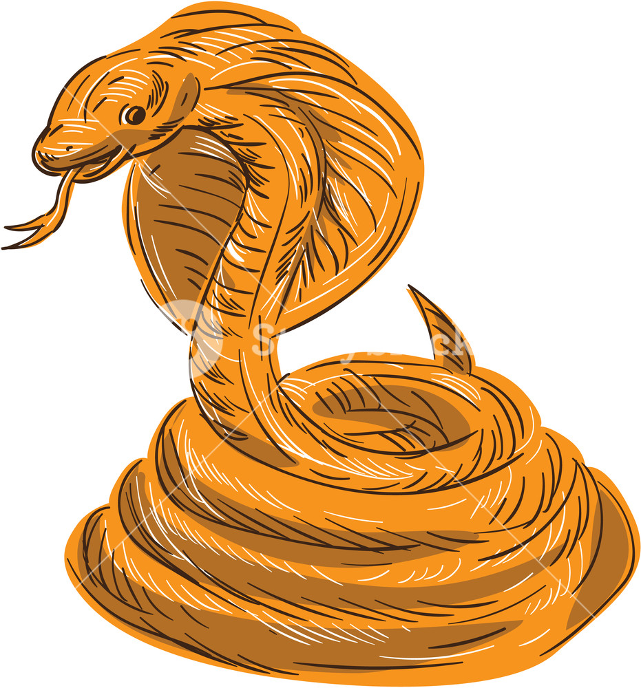Coiled Snake Drawing at GetDrawings Free download