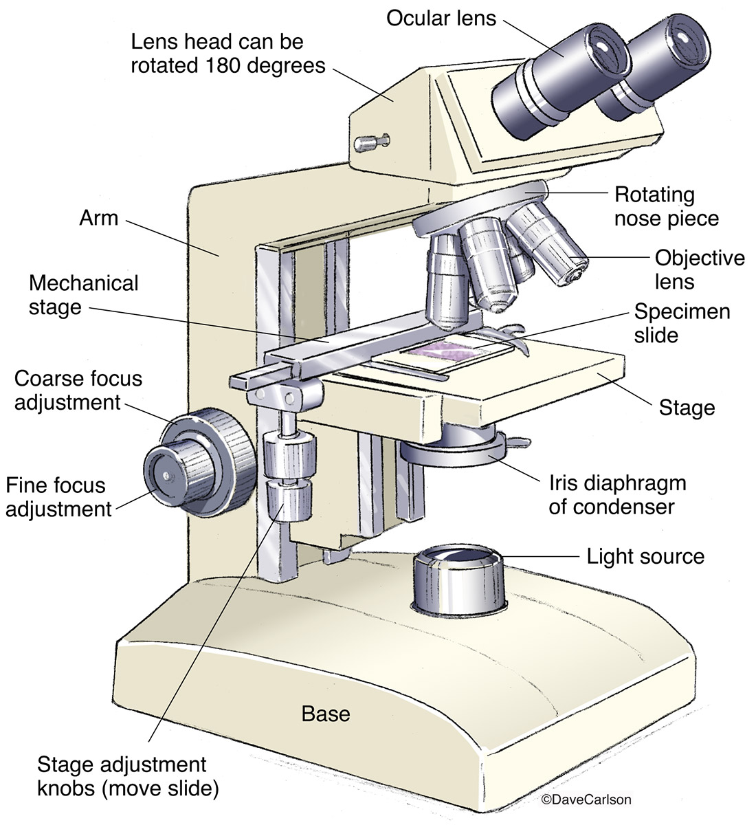 Binocular Microscope Labelled Diagram Micropedia