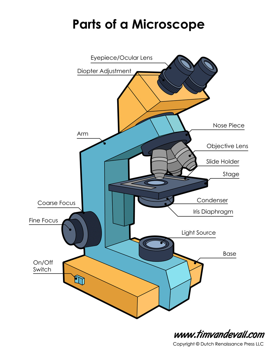 Compound Light Microscope Drawing At GetDrawings | Free Download