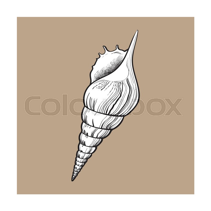 Conch Drawing at GetDrawings | Free download