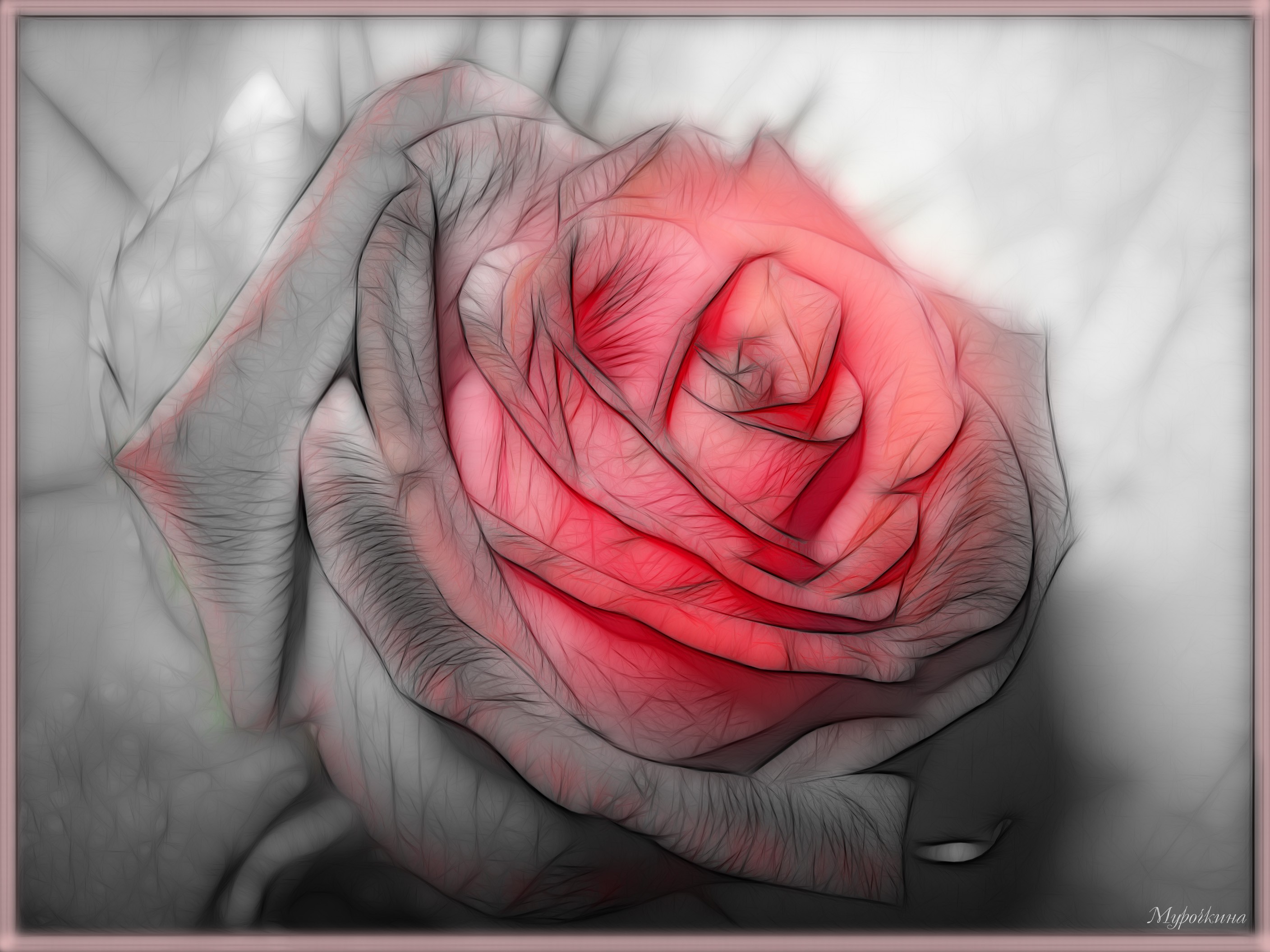 Cool Drawing Of Roses at GetDrawings Free download