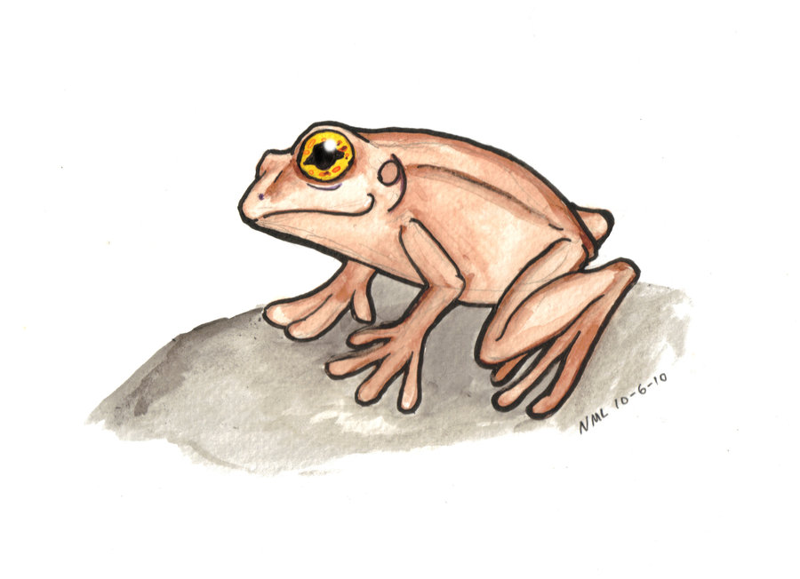 The best free Coqui drawing images. Download from 63 free drawings of