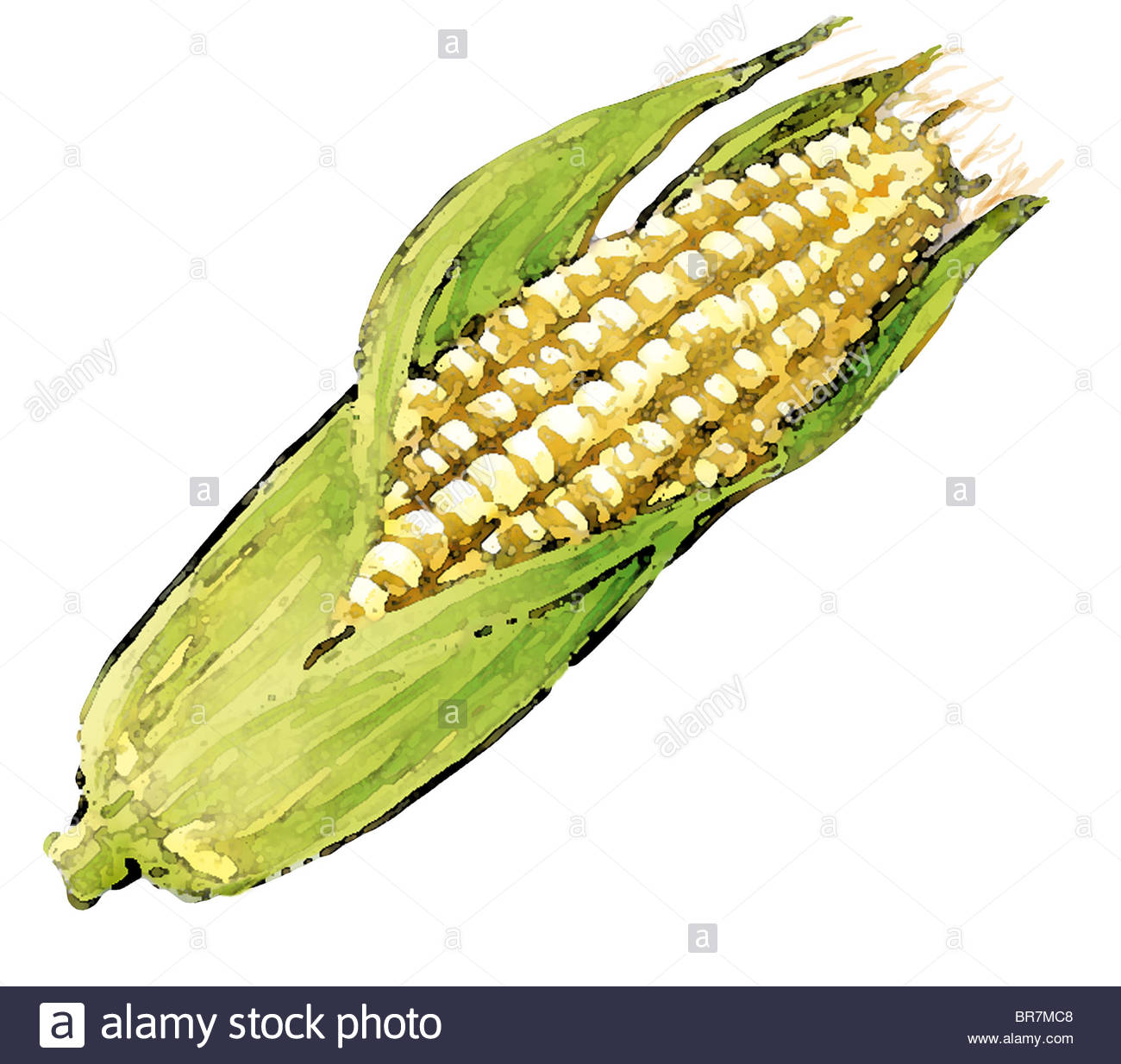 Corn Cob Drawing at GetDrawings Free download