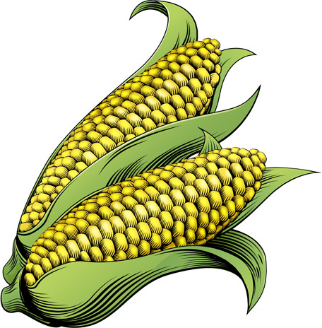 Corn Drawing at GetDrawings | Free download