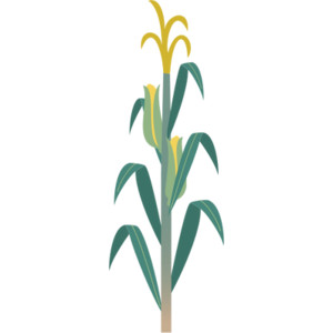 Corn Drawing Image at GetDrawings | Free download