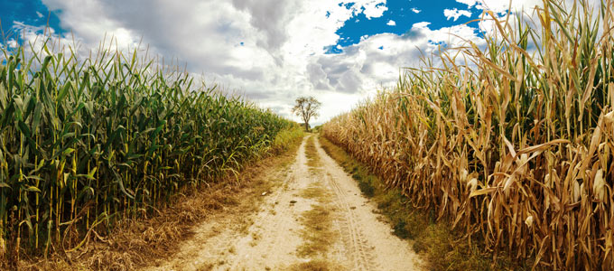 Corn Field Drawing at GetDrawings | Free download