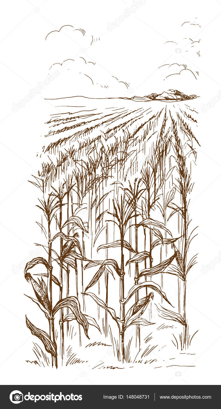 Corn Field Drawing at GetDrawings Free download