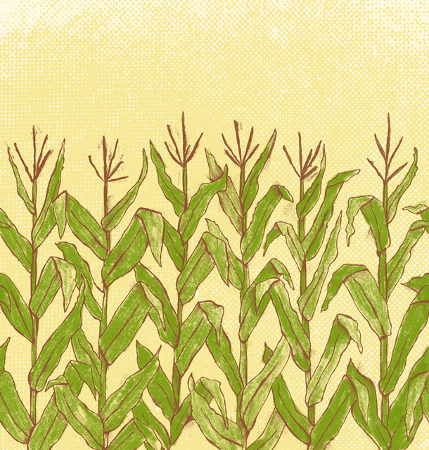 Corn Stalks Drawing at GetDrawings Free download