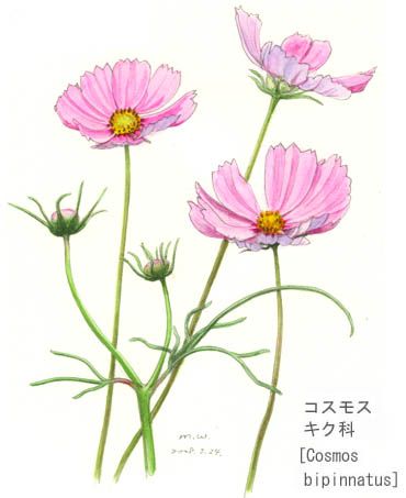 Cosmos Flower Drawing at GetDrawings | Free download