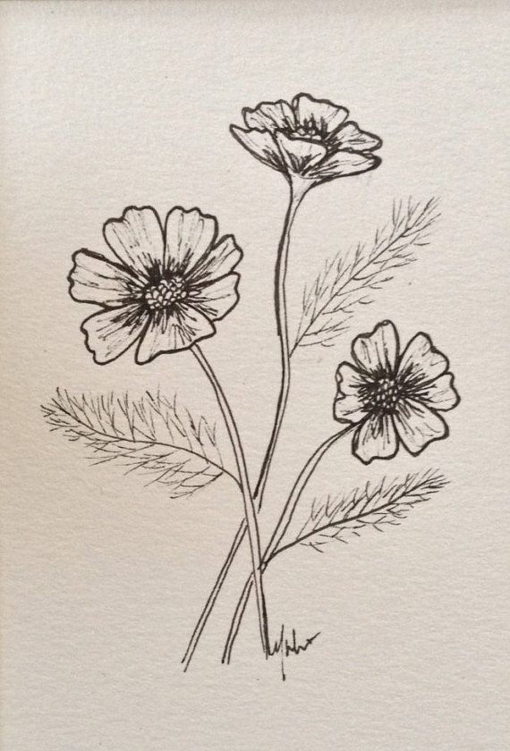 Cosmos Flower Drawing at GetDrawings | Free download