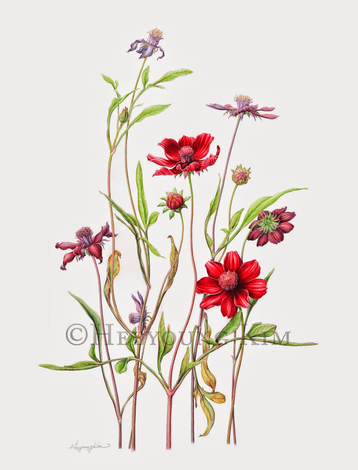 Cosmos Flower Drawing at GetDrawings | Free download