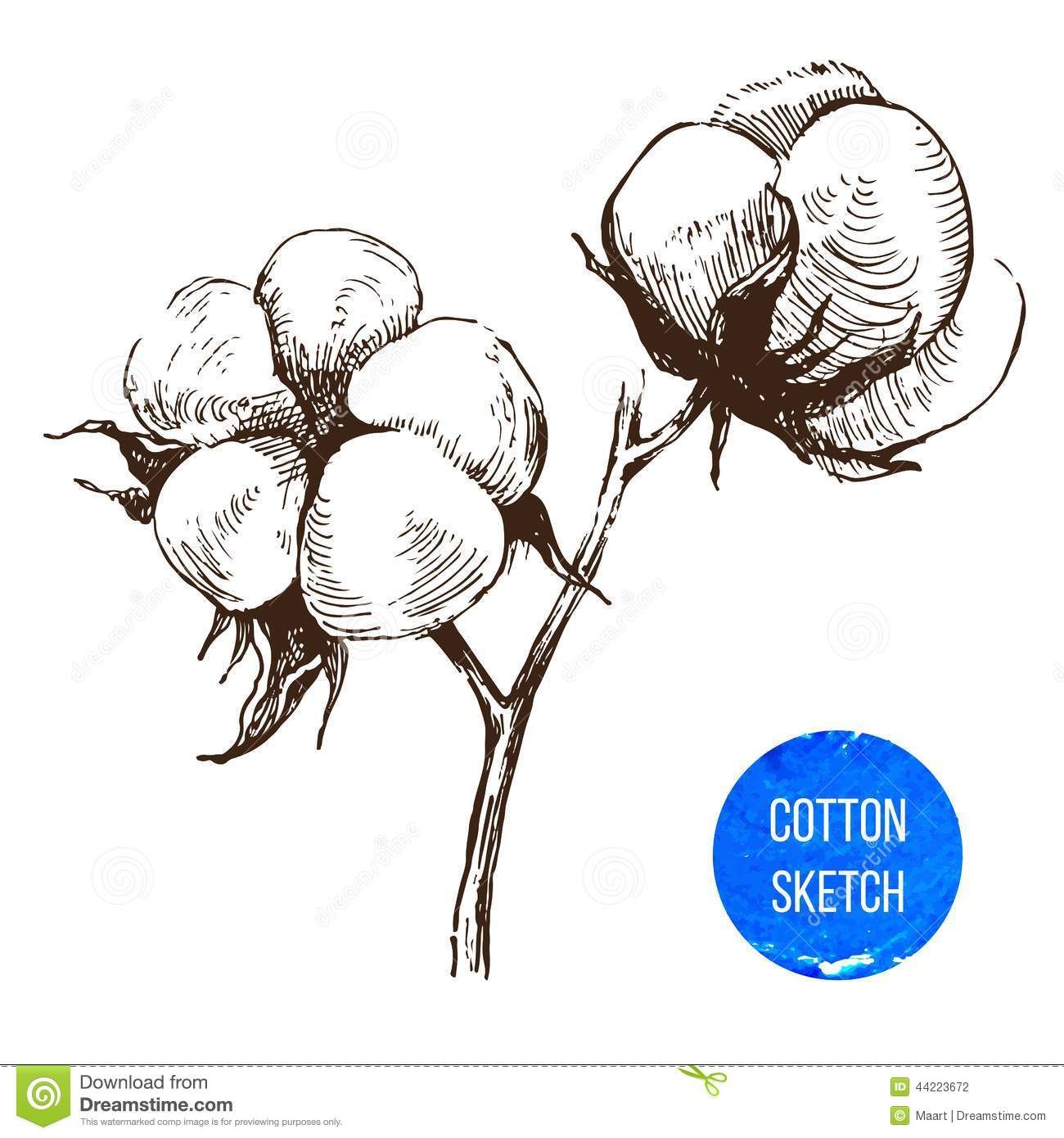 Cotton Boll Drawing at GetDrawings Free download