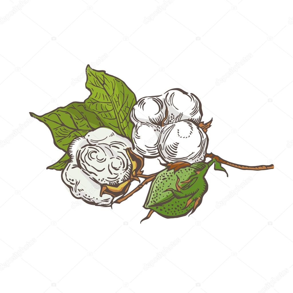 Cotton Drawing at GetDrawings | Free download