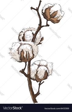 Cotton Drawing at GetDrawings | Free download