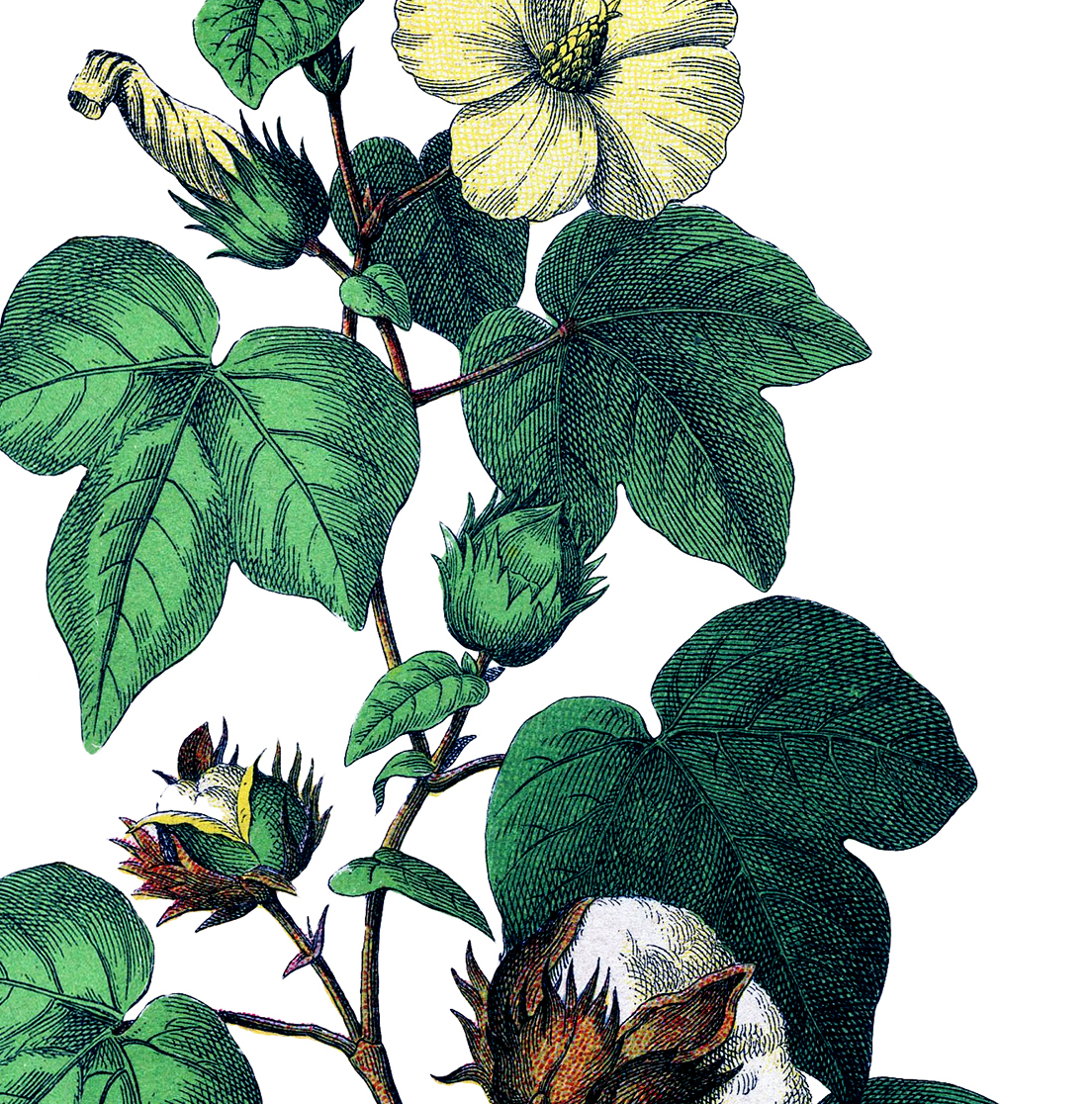 Cotton Plant Drawing at GetDrawings | Free download