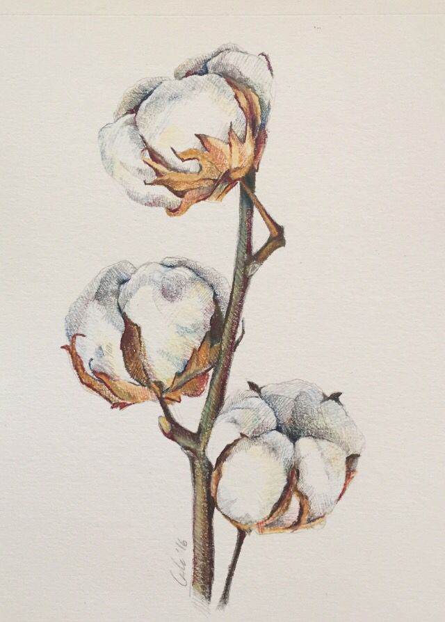 Cotton Plant Drawing at GetDrawings Free download