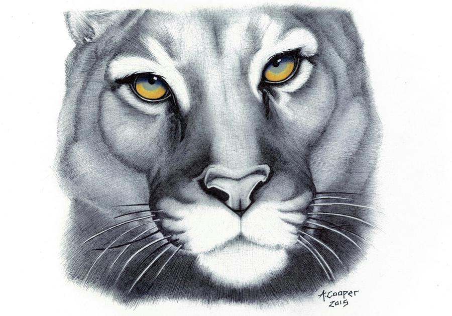 Amazing How To Draw A Cougar in the year 2023 Don t miss out 